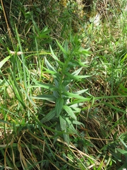 Lithospermum officinale