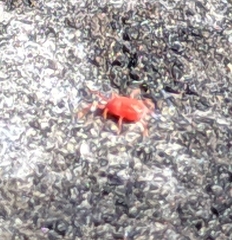 Trombidiidae
