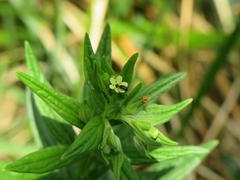 Lithospermum officinale