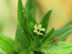 Lithospermum officinale