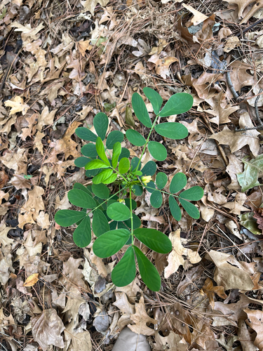 Cassia observed 2026-10-28