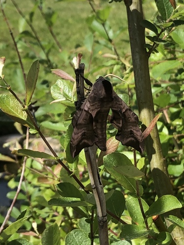 Smerinthus ocellatus ocellatus