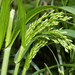 Panicgrasses - Photo (c) Tony Rodd, some rights reserved (CC BY-NC-SA)