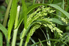 Proso Millet - Photo (c) Tony Rodd, some rights reserved (CC BY-NC-SA)