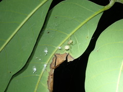 Chrysso lingchuanensis