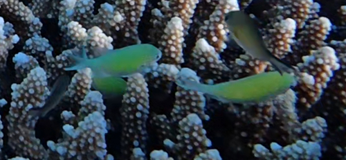 Chromis viridis observed 2026-10-28