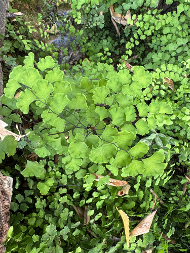 Adiantum capillus-veneris observed 2026-10-28