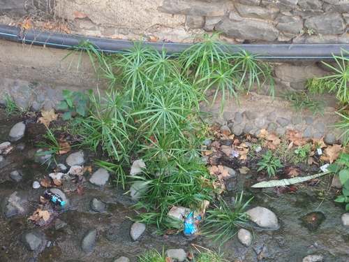 Cyperus observed 2026-10-28