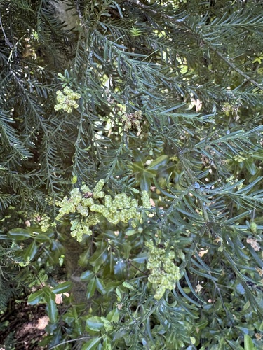 Prumnopitys taxifolia, 2026-10-28