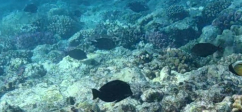 Acanthurus nigrofuscus observed 2026-10-28