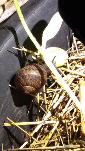 Cornu aspersum observed 2026-10-28