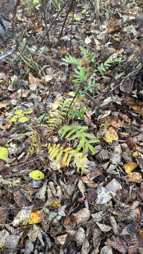 Tanacetum vulgare observed 2026-10-28