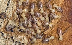 Termitinae