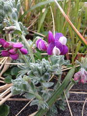 Lathyrus littoralis