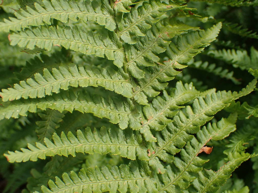 Mountain male fern