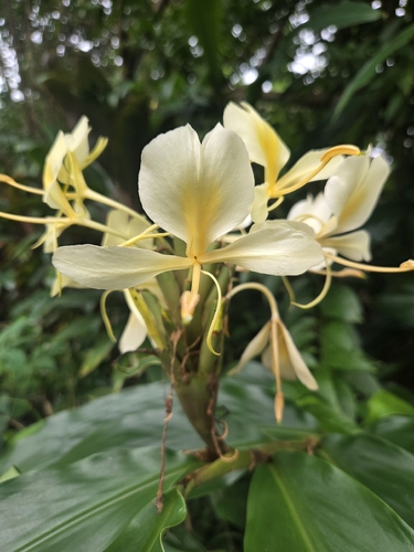Hedychium coronarium observed 2026-10-27