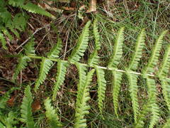 Dryopteris oreades