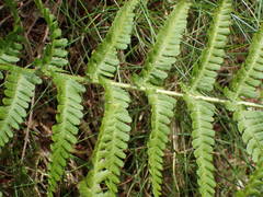 Dryopteris oreades