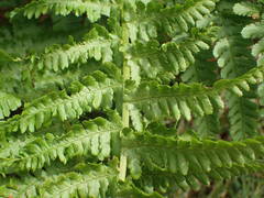 Dryopteris oreades