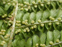 Dryopteris oreades