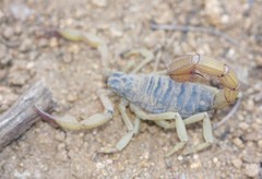 Hadrurus spadix