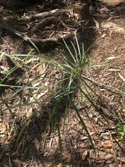 Acacia longissima