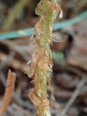 Dryopteris oreades