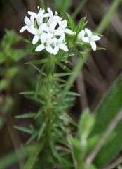 Asperula scoparia scoparia