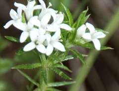 Asperula scoparia scoparia