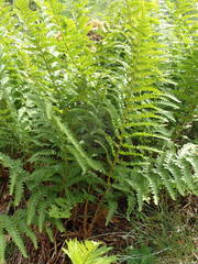Dryopteris oreades