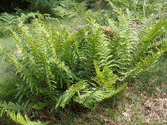 Dryopteris oreades