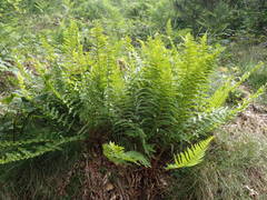 Dryopteris oreades