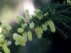 Acacia verticillata verticillata