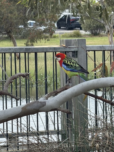 Platycercus eximius observed 2026-10-29