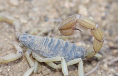 Hadrurus spadix