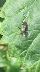 Miridae