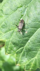Miridae
