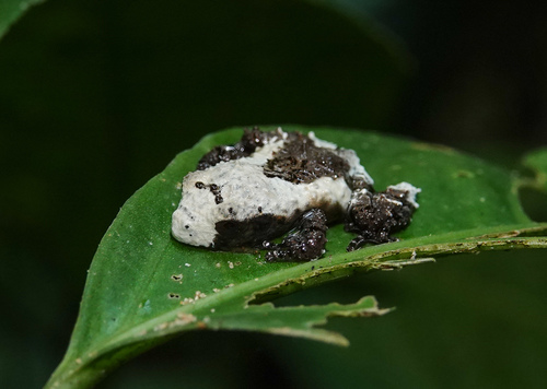 Baibung Small Treefrog, Theloderma baibungense