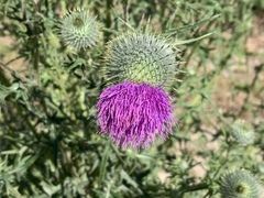 Cirsium vulgare