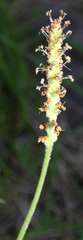 Plantago varia