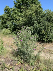 Cirsium vulgare