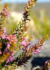 Erica curtophylla