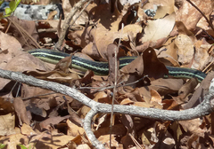 Thamnophis proximus proximus