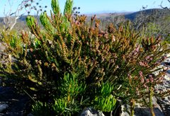 Erica curtophylla