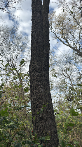 Prunus observed 2026-10-28