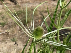 Dipsacus fullonum