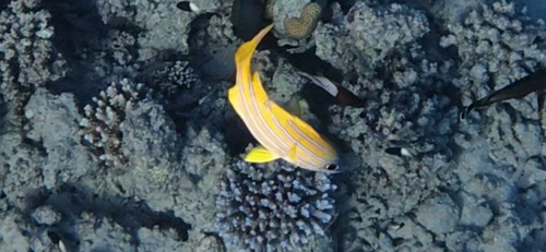Lutjanus lutjanus observed 2026-10-28