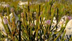 Stilbe overbergensis