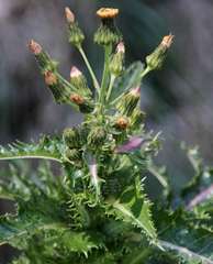 Sonchus asper glaucescens