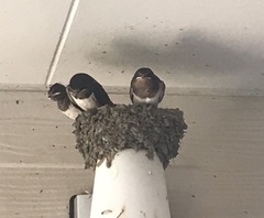Hirundo rustica